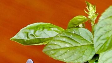 La gelatina aporta minerales esenciales como selenio, fósforo y cobre, los cuales favorecen el aumento de la densidad ósea, lo que ayuda a mantener huesos fuertes y previene la aparición de osteoporosis. Otro maravilloso aporte es sus potentes aminoácidos, que influyen reduciendo la inflamación en articulaciones.