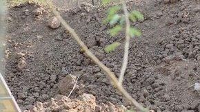 Solo puede apreciarse, de primera, un paraje lleno de tierra.