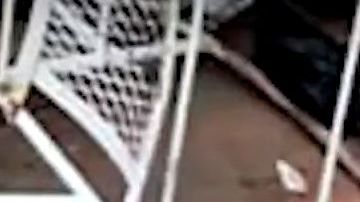 Las imágenes fueron tomadas por las propias autoridades.