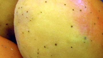 La infusión de hojas de níspero es conocida por tener un efecto protector en el tracto digestivo, por ello es un excelente remedio para tratar gastritis, acidez, digestiones pesadas, ardor en el estómago y úlceras.