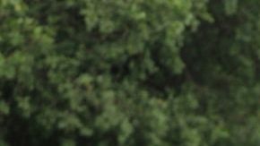 Este marcador representa un nuevo récord en el fútbol brasileño Brasil.