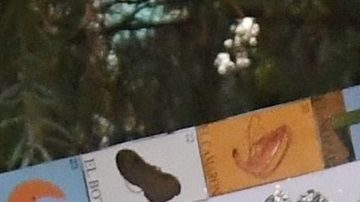 Muchos de los llamados "dreamers" no tienen familia en sus países de origen.