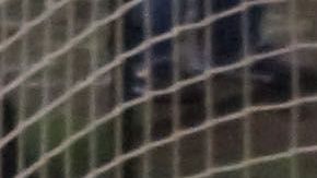 Según Paul Delgadillo, el gol de Aquivaldo Mosquera que dio por bueno, no debió contar en la final del Clausura 2013.