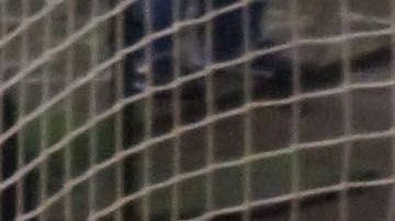 Según Paul Delgadillo, el gol de Aquivaldo Mosquera que dio por bueno, no debió contar en la final del Clausura 2013.