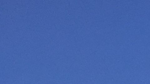 Pájaros en Oakland, California.