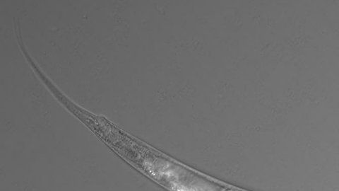 Gusano o lombriz hallado en California con tre sexos.