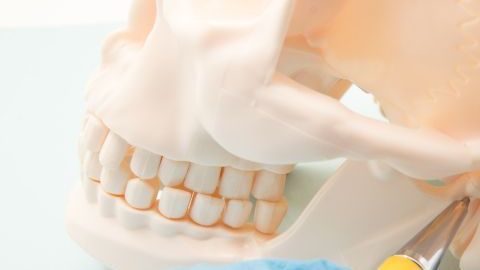 mandibula-1