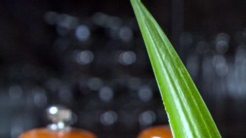 Maravillosas opciones de tragos inspirados en México y elaborados con las dos bebidas alcohólicas más representativas de la cultura mexicana: tequila y mezcal. ¡Viva México!