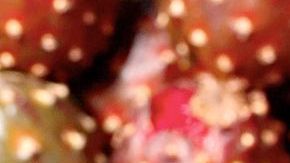 La pitaya también es nombrada fruta del dragón, es representativa de Oaxaca México y aporta espectaculares beneficios para la salud. Es un excelente aliado para tratar la diabetes y diversos problemas digestivos.