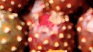 La pitaya también es nombrada fruta del dragón, es representativa de Oaxaca México y aporta espectaculares beneficios para la salud. Es un excelente aliado para tratar la diabetes y diversos problemas digestivos.