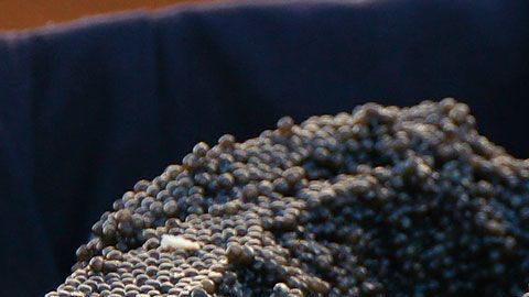 Su relación con la aristocracia es uno de los factores que influyen en su alto precio.