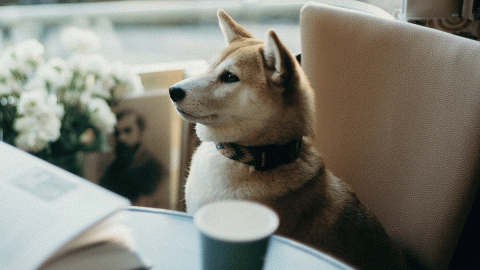 Ahora no te sentirás mal por no darle nada a tu perrito cuando vayas por tu bebida de Starbucks.