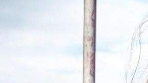 Willey es un adorable cachorro dálmata.