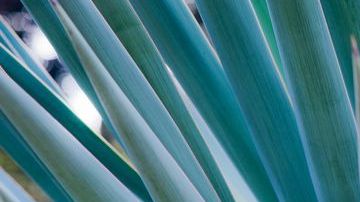 El consumo de pulque es benéfico para regular los niveles de colesterol, contiene una enzima que ayuda a reducir las sales biliares y padecimientos renales.