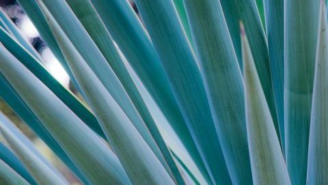 El consumo de pulque es benéfico para regular los niveles de colesterol, contiene una enzima que ayuda a reducir las sales biliares y padecimientos renales.