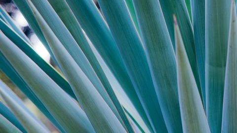 El consumo de pulque es benéfico para regular los niveles de colesterol, contiene una enzima que ayuda a reducir las sales biliares y padecimientos renales.