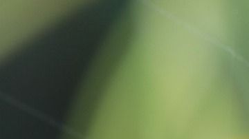 Las arañas de casa rara vez son ponzoñosas.