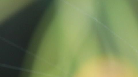 Las arañas de casa rara vez son ponzoñosas.