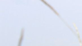 El concesionario era el único distribuidor de Subaru en la isla de Malta durante los 90s