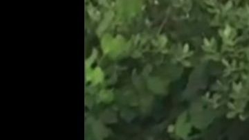 Aleyah Elaine Toscano