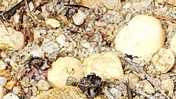 Insólito, cuidado y admirado reptil