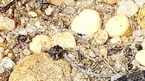 Insólito, cuidado y admirado reptil