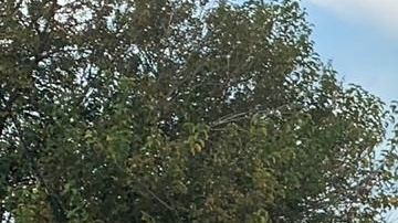 Violencia en el estado de Jalisco.