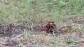 La ardilla pidió ayuda para salvar a su bebé.