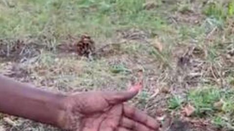 La ardilla pidió ayuda para salvar a su bebé.