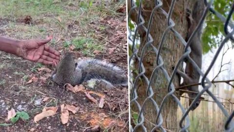 La ardilla pidió ayuda para salvar a su bebé.