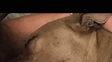 Zeus en la clínica veterinaria.