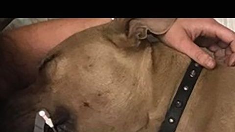 Zeus en la clínica veterinaria.