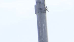 A pesar de los altos precios, se espera que el próximo disminuyan.