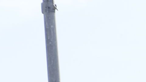 A pesar de los altos precios, se espera que el próximo disminuyan.