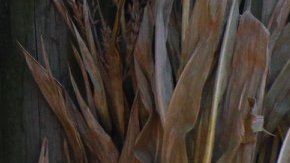 El otoño trae en Chicago muchas actividades para la familia.