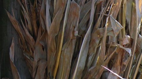 El otoño trae en Chicago muchas actividades para la familia.