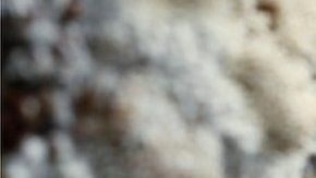 El physarum polycephalum es considerado uno de los misterios más grandes.