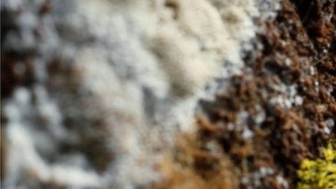 El physarum polycephalum es considerado uno de los misterios más grandes.