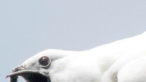 El campanero blanco (Procnias albus) es apenas del tamaño de una paloma.