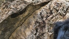 Algunas partes de los osos son consideras útiles en la medicina china.