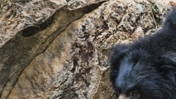 Algunas partes de los osos son consideras útiles en la medicina china.