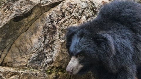 Algunas partes de los osos son consideras útiles en la medicina china.