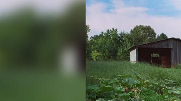 Cultiva una calabaza gigante.