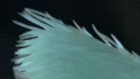 Desfile en la 6ta Avenida de Manhattan