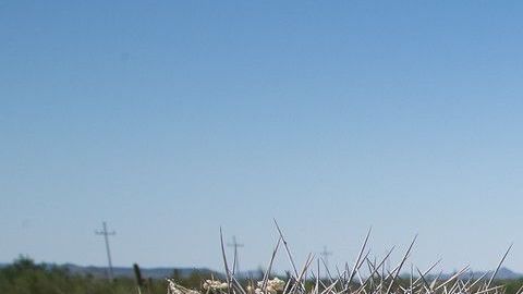 Trabajadores se preparan a trasplantar un gigantesco saguaro en la frontera sur.