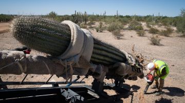 Trabajadores se preparan a trasplantar un gigantesco saguaro en la frontera sur.