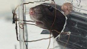 Los roedores mostraron interés por conducir un vehículo, aunque solo lo pudieron realizar hacia enfrente