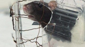 Los roedores mostraron interés por conducir un vehículo, aunque solo lo pudieron realizar hacia enfrente