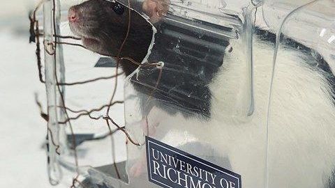 Los roedores mostraron interés por conducir un vehículo, aunque solo lo pudieron realizar hacia enfrente