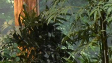 Pedrito Sola junto a Pati Chapoy.